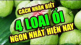 Cách nhận biết 4 loại ổi ngon nhất hiện nay