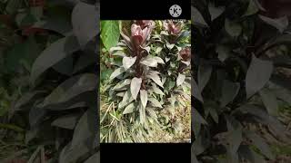 Outdoor plants #assam #plants #assamese #newshort #shorts #video #shortvideo #viralvideo #viral