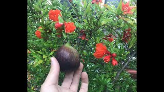 FIGS AND POMEGRANATES | LIVESTREAM