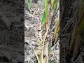 நல்ல பாம்பு 🐍🐍🐍 cobra on garden