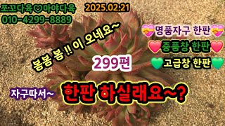 #쪼꼬다육 #299편#봄봄!! 자구따요~# 30종 10종 15종 #❤️명품창 자구한판 ❤️#한판 하실래요~?