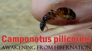 🐜 Camponotus pilicornis - Wybudzenie po hibernacji