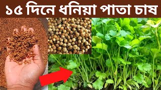 🔥ধনিয়া পাতা চাষ পদ্বতি How to Grow coriander leaves artist in pots 2022