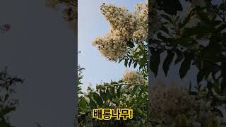 그 시절 간질나무라고 간질거렸던 운치있는 배롱나무 #나무#백일홍#정원