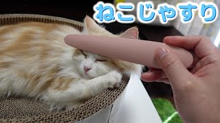 じゃすらせない！『ねこじゃすり』に半年で変化が！猫がうっとりとろける？