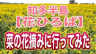 菜の花畑に行ってみた【知多半島】花ひろば