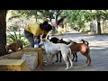 In Singapore's industrial fringe, migrant workers form unlikely bonds with stray animals