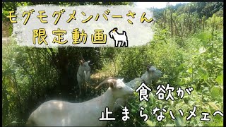 「メンバーさん募集してます🐐」ヤギさんを耕作放棄地に派遣！今回はメンバーさん限定動画