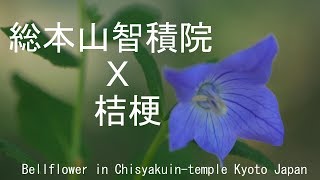 京都 総本山智積院✕桔梗　2018　京都市 Bellflower in Chishakuin temple Kyoto Japan