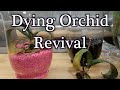 How To Revive Dying Dehydrated Orchids Without Moss