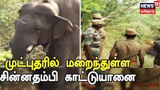 முட்புதரில் மறைந்துள்ள சின்னதம்பி காட்டுயானை | சின்னத்தம்பியை கண்காணித்து வரும் வனத்துறை