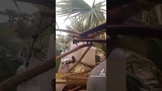 របៀបគៀបផ្កាត្នោតយកទឹក, How to college palm tree water  🌴🌴🌴🌴#cambodia #Palm_Tree