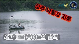 [세모낚TV]상주 낙동강 지류권  쏟아지는 4짜붕어 입질  /박현철 해결사의 대물속공낚시146화/낙담보,상주보, 비바붕어, 보트낚시,월척붕어, 붕어낚시