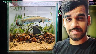 A Planted Tank for Wild Snakehead !