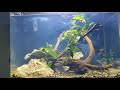 Seachem Clarity in 50L Aquarium