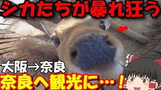 シカと戯れていたら大パニックに…‼︎奈良観光【ゆっくりトラベル】