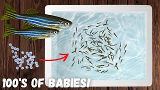 Easiest Way to Breed Danios! - 100s of Babies!