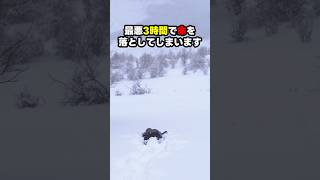 雪山で遭難した場合の対処法 #雑学 #恐怖 #ライフハック