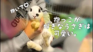 🐰抱っこが好きなうさぎの可愛さは格別！〜Rabbit like to cuddle〜