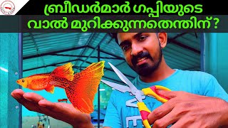 Guppy Fish Tail Cropping  Secret||ബ്രീഡർമാർ ഗപ്പിയുടെ വാൽ മുറിക്കുന്നതെന്തിന്😱😱😱