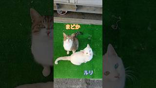 2024年12月1日【地域猫】まどか＆ルリ💕仲良し兄弟🐱🍒😸