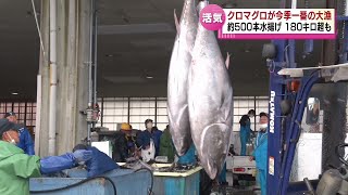 【クロマグロ大漁】ことし一番の水揚げ！中には１８０キロを超える大物も《新潟・佐渡》