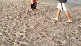 Dog Friendly Beach - Palm Beach County Florida