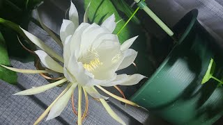 『月下美人』夜にだけ見る事が出来る短命の美人 #植物 #園芸 #美人