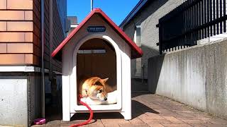 日向ぼっこする柴犬