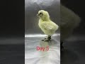 مراحل نمو الكتكوت 🐣🐥 egg تربية_الحيوانات chicken دجاج_زينه animals فقاسات اكسبلور