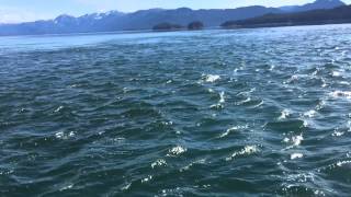 Exploring Tracy Arm Fjord when nature delivered.