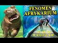 AFRYKARIUM Ciągle Rządzi? Na Czym Polega Jego Fenomen?