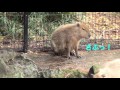 カピバラ　ピースの池ポチャ　大宮公園小動物園