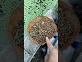 azolla cepat berkembang dengan pupuk ini