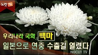 [영상] 우리나라 국화 ‘백마’, 연중 일본 수출길 열려