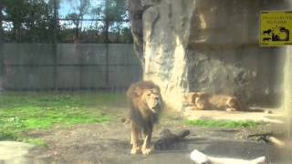 ライオン　雄叫び　八木山動物園　Lion cries　zoo