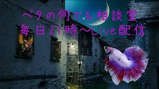 飼育の悩み一緒に解決しましょ♬【2022年1月21日】ベタの何でも相談室