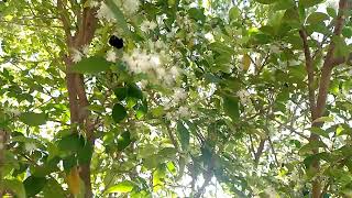 abejas nativas en la Eugenia repanda