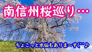 南信州桜巡り…桜、桜でお腹いっぱい！でもすぐお腹減っちゃうのはなぜ？ｗ