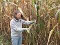 harvesting flint indian corn at seed for security