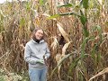 harvesting flint indian corn at seed for security