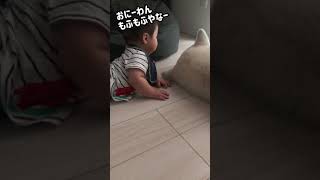 【秋田犬と赤ちゃん】力加減の分からない赤ちゃんにも優しい大型犬が癒し #shorts