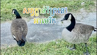 សត្វក្ងាន់ព្រៃនៅអាមេរិក, Wild geese in America, USA 🇺🇸