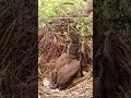 Cute myna babies#shorts