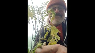 Zimno ale owocują pomidory / Cold but tomato Fruiting