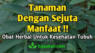 Coba Olah Tanaman Ini  ❗Tanaman Dengan Sejuta Manfaat, Tanaman Katuk ~ hijaukan.com