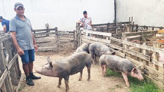 SUÍNOS DE 130 REAIS EM CACHOEIRINHA-PE, ALÇEM DE CAPRINOS E OVINOS   20-02-2025 #nordeste