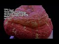 large polyp stony lps vs small polyp stony sps corals