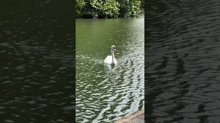 Amazing swan enjoying in the pond #shortvideo #swan #amazing #ponds