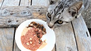 逃げない子猫にカルカン(kalkan)とシーバ(Sheba)とちゅ～るを同時にあげたらすごい勢いで食べた 野良猫 感動猫動画